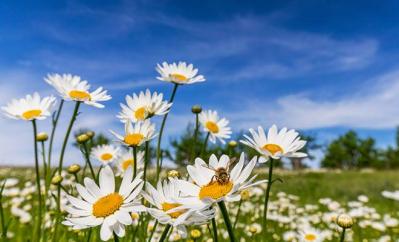 Marguerite